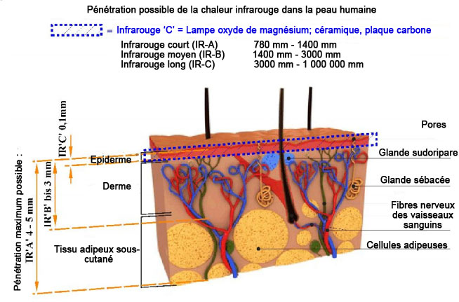 Pénétration possible du rayonnement infrarouge Pénétration possible des rayonnements infrarouge